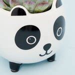 Mini Echeveria Succulent & Panda Planter | Moonpig