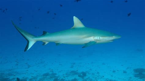 Sharks spotted by divers in Laamu Atoll Maldives