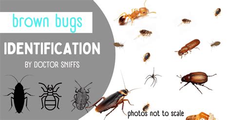 12 Examples of Brown Bugs In A House: An Identification Guide