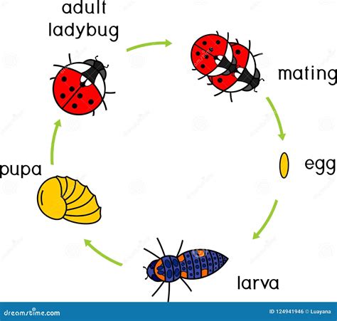 Stages Of Ladybug Life Cycle