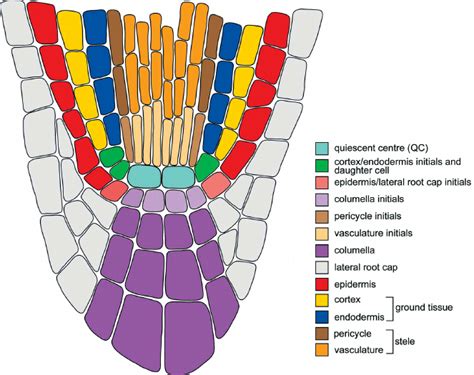 Meristematic Tissue