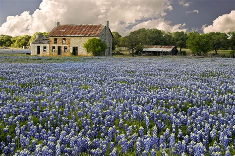 wildflowers of texas hill country | Springtime Texas Hill Country Wildflower Day Trips | ♥ ...