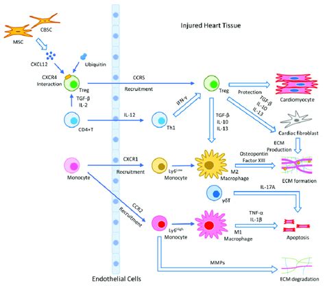 Illustration of the wound healing process after stem cell therapy:... | Download Scientific Diagram