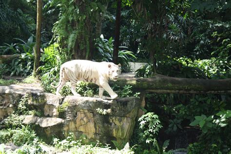 A guide to Singapore: Singapore Zoo