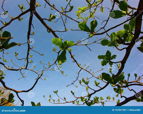 Leaf and Tree of Tropical Almond Tree Stock Image - Image of plant, branch: 107821987