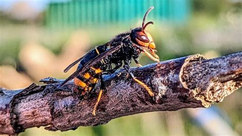 UK bees in danger as Asian hornet sightings rise - BBC News