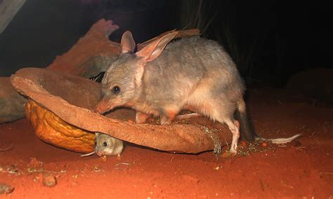 Greater Bilby - Australian adaptations