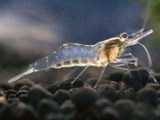 Ghost Shrimp Care Guide (Diet, Tank & Feeding) | Fishkeeping Advice