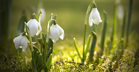 the snowdrop by hans christian andersen - OdaiTennyson