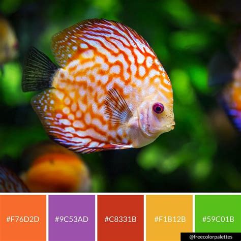 Rainbow Fish | Color Palette Inspiration. | Digital Art Palette And Brand Color Palette ...