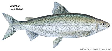 Whitefish | Freshwater, Species, Diet | Britannica