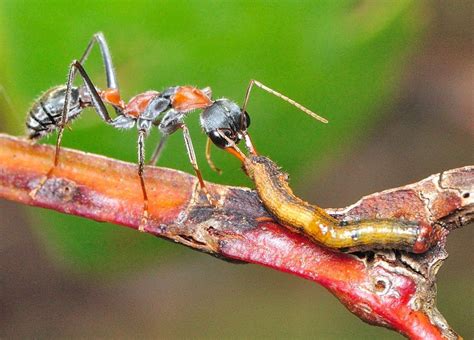 Jumper Ant, Jumping Jack - Myrmecia nigrocincta | Ants, Insects, Animals