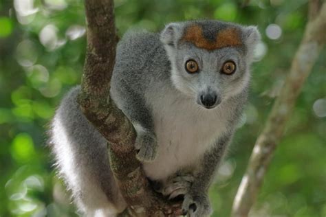 13 Wild Animals in Comoros [Wildlife in Comoros] - Kevmrc