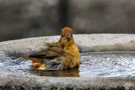 Summer Tanager In Bird Bath 2 Free Stock Photo - Public Domain Pictures