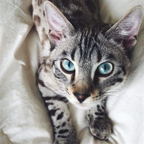 Pictures and Facts About Bengal Cats and Kittens