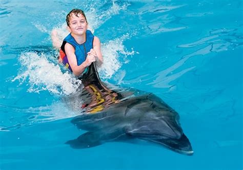 Dubai Dolphinarium – Swimming With Dolphins - GoWorkable - Global ...