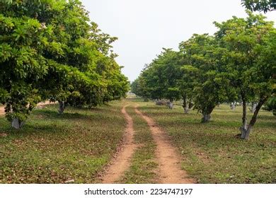 Sapota Fruit Trees Farm Plantation Stock Photo 2234747197 | Shutterstock