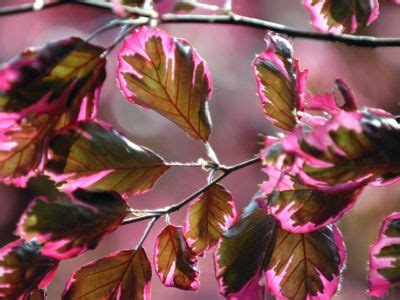 Plants With Pink Leaves - How To Grow 5 Unusual Pink Foliage Plants