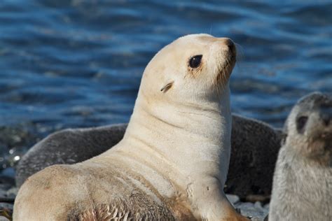 Antarctic Fur Seal - Facts, Information and Amazing Pictures | by Pets Planet... - Amazing Pets ...