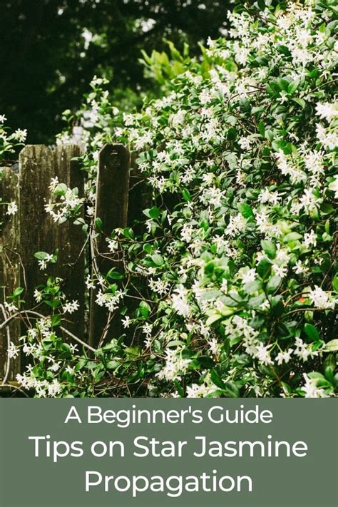 A Beginner's Guide: Tips on Star Jasmine Propagation