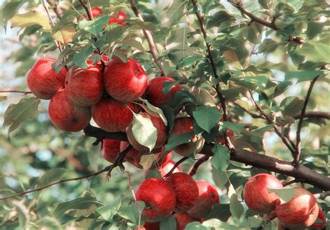 Fruit and Nut Trees - Brady