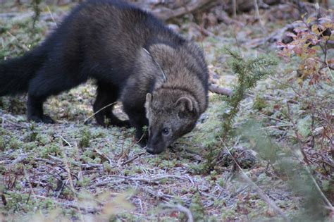 Fisher - Martes pennanti | Wildlife Journal Junior