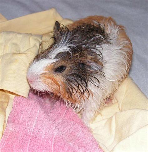 Can You Give Guinea Pigs A Bath - Top Tips And Step By Step Guide