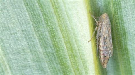 Brown Planthopper management | Syngenta