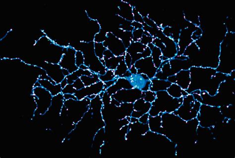 Neuron Microscope