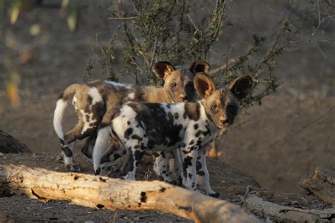 Climate change is increasing the mortality rate of African wild dog pups