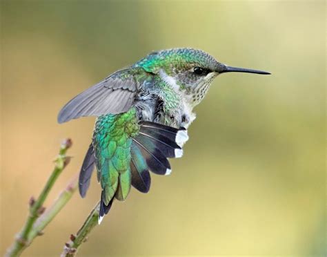 10 Super Cute Hummingbird Moments and Stories - Birds and Blooms