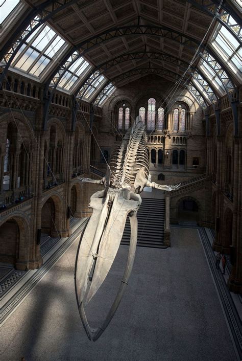 Britain’s Natural History Museum unveils huge whale skeleton | The Seattle Times