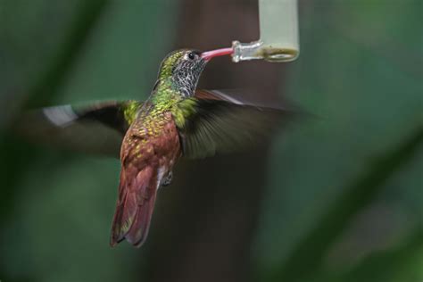 Amazilia hummingbird feeding during flight 4279596 Stock Photo at Vecteezy