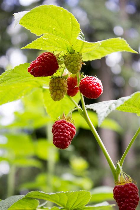 How to Prune Raspberries | Raspberry plants, Growing raspberries, Pruning raspberries