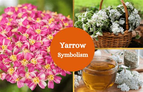 Yarrow Flower – Symbolism and Meaning - Symbol Sage