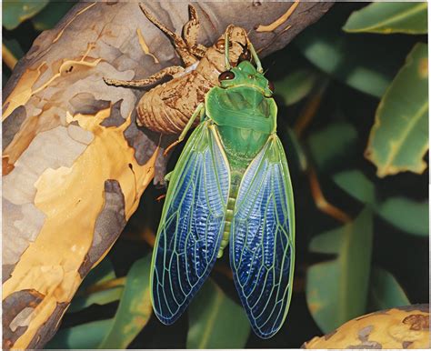 Cicada / Periodical Cicadas National Wildlife Federation - Insect ...