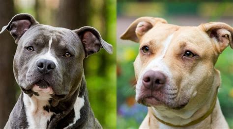 American Staffordshire Terrier vs. Pitbulls: What's the Difference?