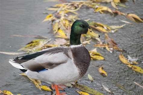 Rouen Duck Breed Profile - Farmhouse Guide