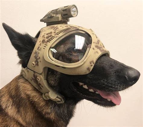 Military Working Dogs, Military Dogs, Dog Armor, Dog Helmet, Animals And Pets, Cute Animals, Dog ...