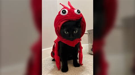 2023 Halloween Pet Photos | CTV News