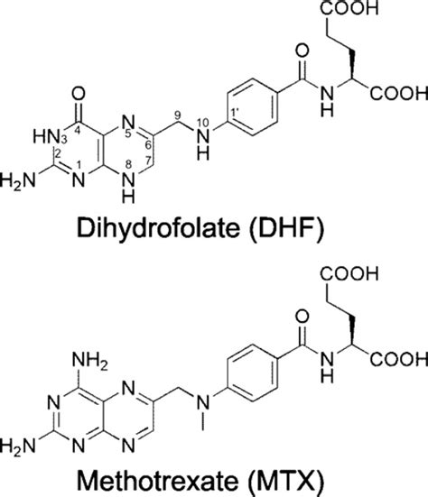 Multiple Conformers in Active Site of Human Dihydrofolate Reductase ...