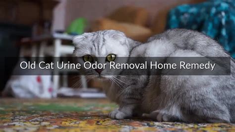 Old Cat Urine Odor Removal Home Remedy | Sell My House Fast California (We Buy Houses for Cash)