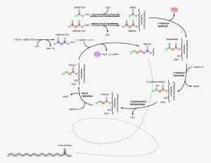 Palmitic Acid Synthesis Fr - Palmitic Acid Synthesis Transparent PNG - 1008x781 - Free Download ...