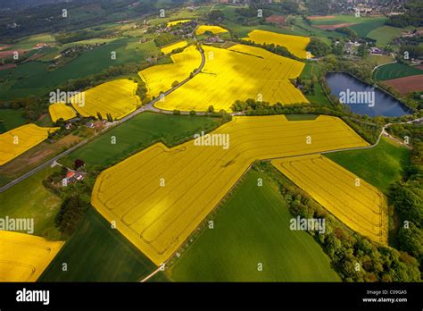 Aerial view, canola fields, Heiligenhaus, Ruhrgebiet region, North ...