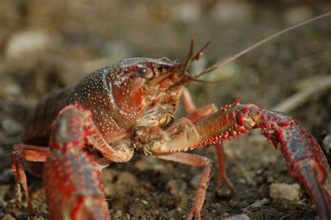 Freshwater Crayfish Care: The Only Guide You Need