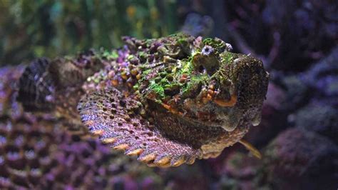 The Reef Stonefish: The Master of Disguise and Silent Killer - Enter the Caves