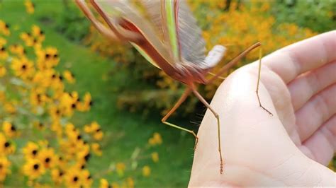 Flying Praying Mantis - YouTube