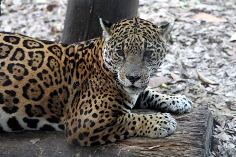 Face Jaguar Stock Images - Download 2,481 Royalty Free Photos