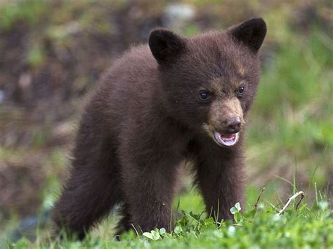 Black Bear cub Whistler BC | Аниме | Pinterest | Whistler