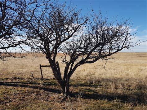 Very old (fruit?) tree ID - Pictures! - Growing Fruit